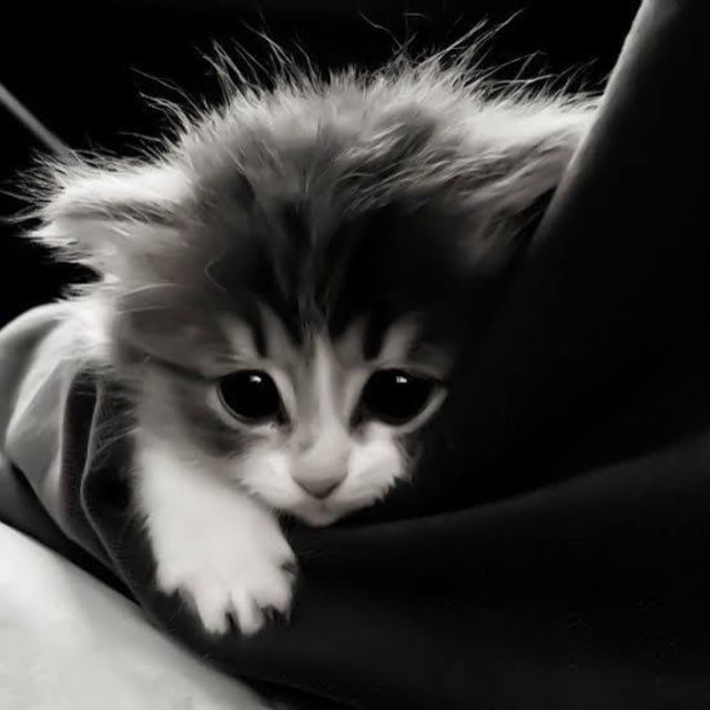 @frost_guarantor avatar